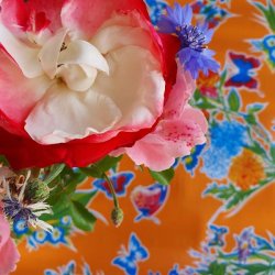 Mariposa Orange Blomster og Sommerfugle