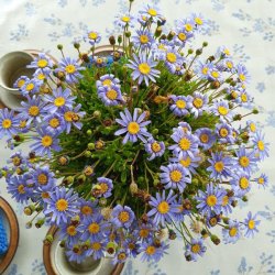 Au Maison Voksdug Alberte French Blue 140 cm