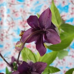 Bl� Cherry Blossom Mexicansk Voksdug med Kirseb�r