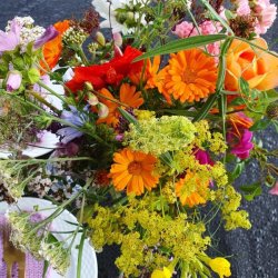 Voksdug Sort med Dr�ber 135 cm