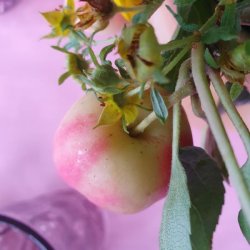 Voksdug Rosa Prikker Candy 140 cm Au Maison 