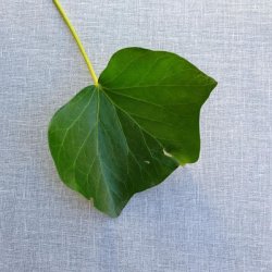 Rund tekstildug 139 cm Lys Hr