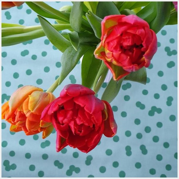 Rund Voksdug Elastik Au Maison Gr�n med Prikker �140 cm