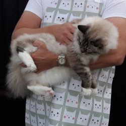 Forklde i Voksdug Katte