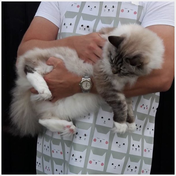 Forklde i Voksdug Katte