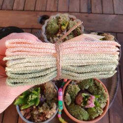 Karklude Papaya Pastel