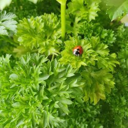 Au Maison Voksdug Alberte Light Blue Hazel 140 cm