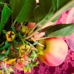 Rund voksdug 140 cm Swane Bordeaux Au Maison