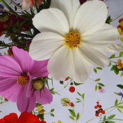 blomsterne pryder den flotte voksdug