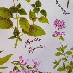 Rund Voksdug med Elastik Krydderurter 130 cm