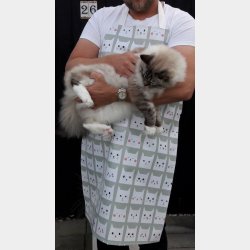 Forklde i Voksdug Katte