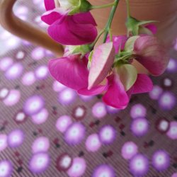 Lilla Bordeaux Voksdug 140 cm