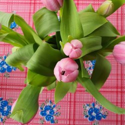 Ramitos Mexicansk Pink Voksdug