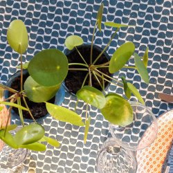 Tekstildug Turkis Mnster