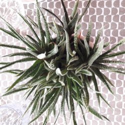 Tekstildug Brun/Gr Mnster