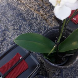 Paraiso Sort og Guld Voksdug