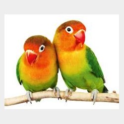 Brasilia Tropical XL hngekje