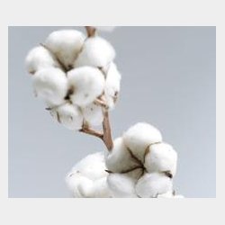 Rio XXL Familie Hngekje