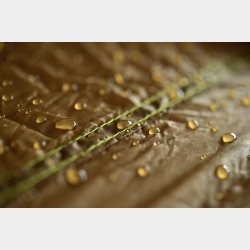 Adventure Tarp Overtrk til Hngekjer