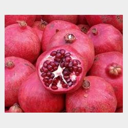 Barbados Grenadine XL Hngekje