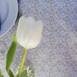 Tekstildug Cremefarvet Colletta