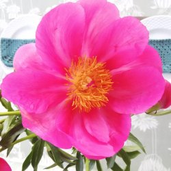 Tekstildug Morgengry Salvie