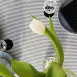 Voksdug Gr Stribe Au Maison