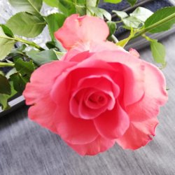 Gr Retro Voksdug 160 cm