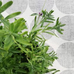 Tekstildug Gr med Store Cirkler