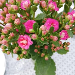 Mozarella Voksdug Gr