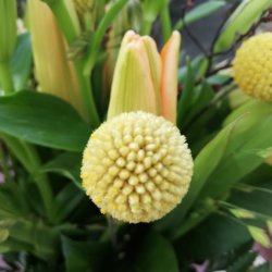 Lderlook Voksdug Brun