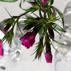 Tekstildug Pruna Hvid Blomst