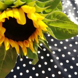 Sort voksdug med hvide prikker 