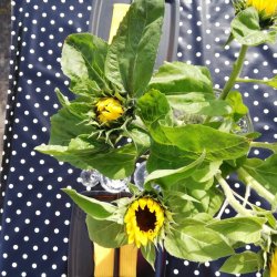 Sort voksdug med hvide prikker 