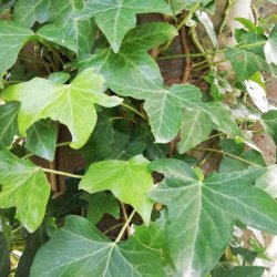 Ribstrikket Hndklde i NaturGr