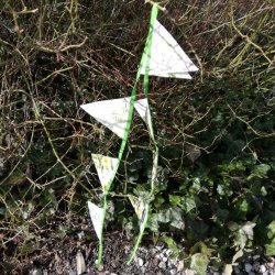 Vimpler Krydderurter