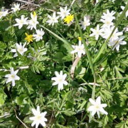 Tekstildug Sommereng