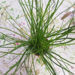 Rund tekstildug med Elastik Sommereng 139 cm