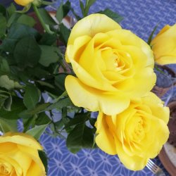 Tekstildug Bluebella 