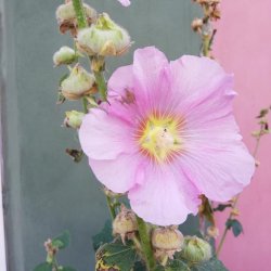 Taske Engle til Elcykelbatteri 