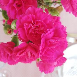 Voksdug Belle Fleur Light Rose