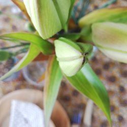 Voksdug Ellie Mustard Au Maison