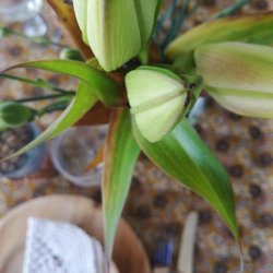 Voksdug Ellie Mustard Au Maison