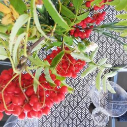 Voksdug Trigo Sort Au Maison