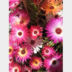 Tonga Vulcano Medium Hngekje