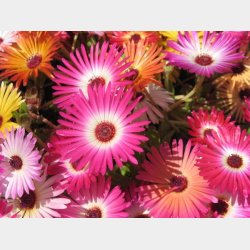 Tahiti Vulcano Single Hngekje