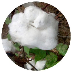 Joki kologisk Hngehule Teddy