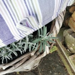 Solwang Viskestykke Stvet Pastel kologisk