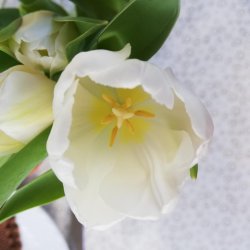 Tekstildug Cremefarvet Colletta