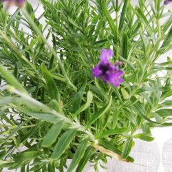 Tekstildug Gr med Store Cirkler